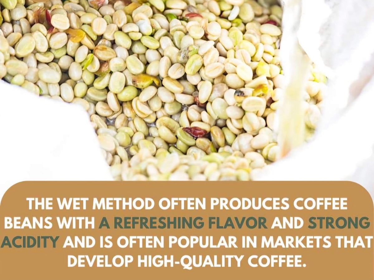 Coffee education (wheel 35) Wet process 𝐂𝐡𝐚𝐫𝐚𝐜𝐭𝐞𝐫𝐢𝐬𝐭𝐢𝐜𝐬 𝐨𝐟 𝐂𝐨𝐟𝐟𝐞𝐞 𝐁𝐞𝐚𝐧𝐬 𝐏𝐫𝐨𝐜𝐞𝐬𝐬𝐞𝐝 𝐛𝐲 𝐖𝐞𝐭 𝐌𝐞𝐭𝐡𝐨𝐝 --- 👉Wet-processed coffee beans are a popular and popular coffee production process around the world. Below are some characteristics