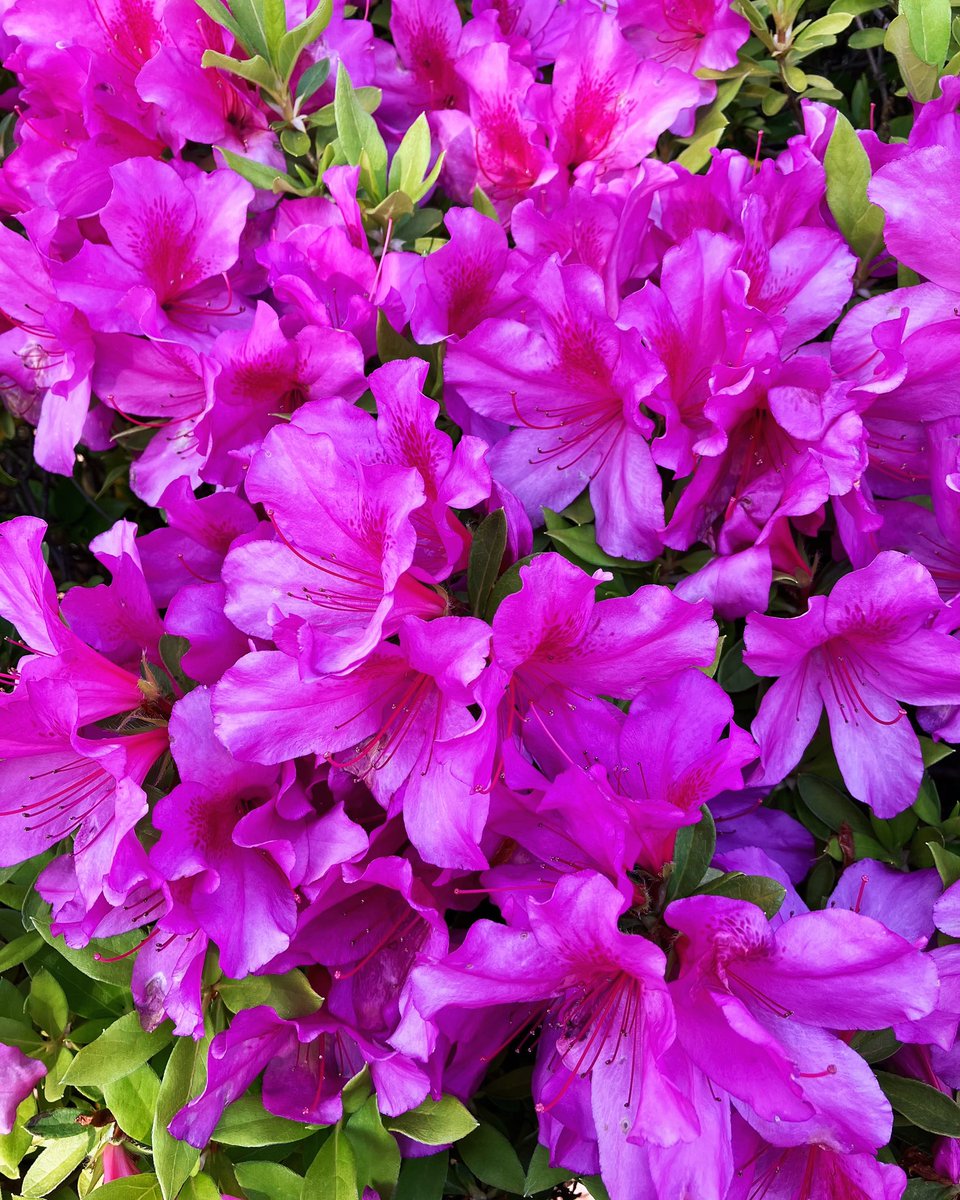 pink azaleas adding beauty to the garden, nature's masterpiece in pink.

#pinkazaleas #springblooms #gardenmagic #flowerpower #naturelovers #bloomingbeauty #pinkperfection #botanicalwonder #floralfantasy #naturephotography #blossomseason #springtimesplendor #pinkflower