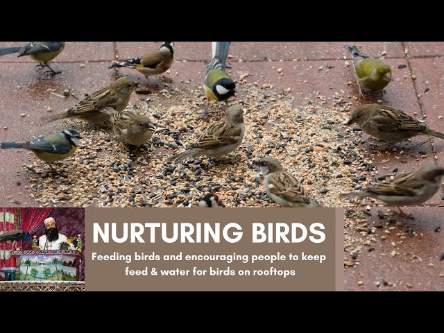 Many birds around you who die every day because either hunger or thirst surrounds them.
Saint Ram Rahim Ji says if we as human beings have the potential to 'Save Birds', then we must do. Arrange water & grains on terrace or balconies under #BirdsNurturing.