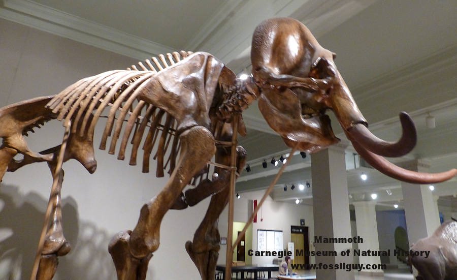 #history Big Bone 101- first place of American #paleontology. youtu.be/_zYzPAydeLA?si…