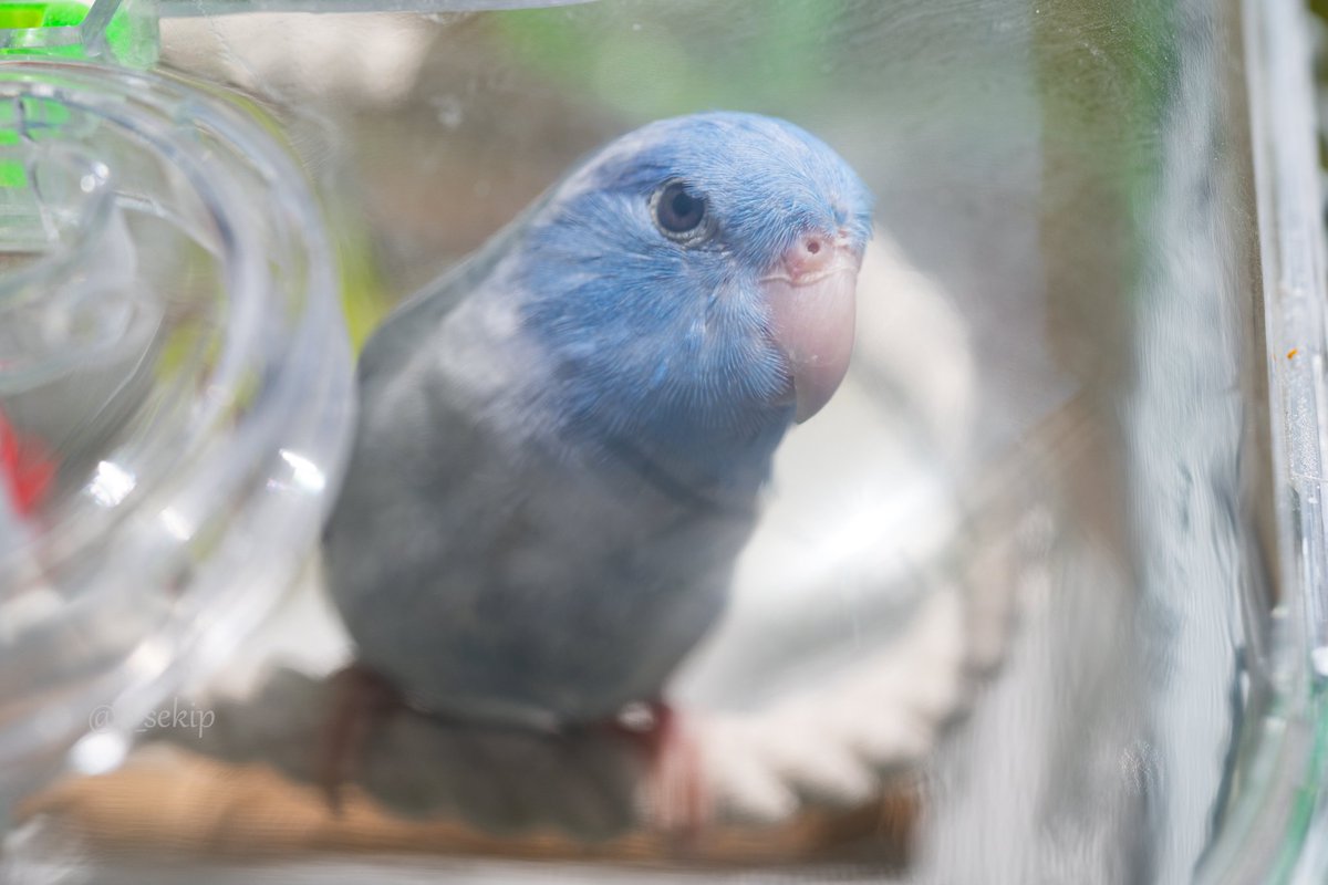 日向ぼっこ✨
#マメルリハ #インコ #pacificparrotlet #parrotlet #Zf #NIKKORZ