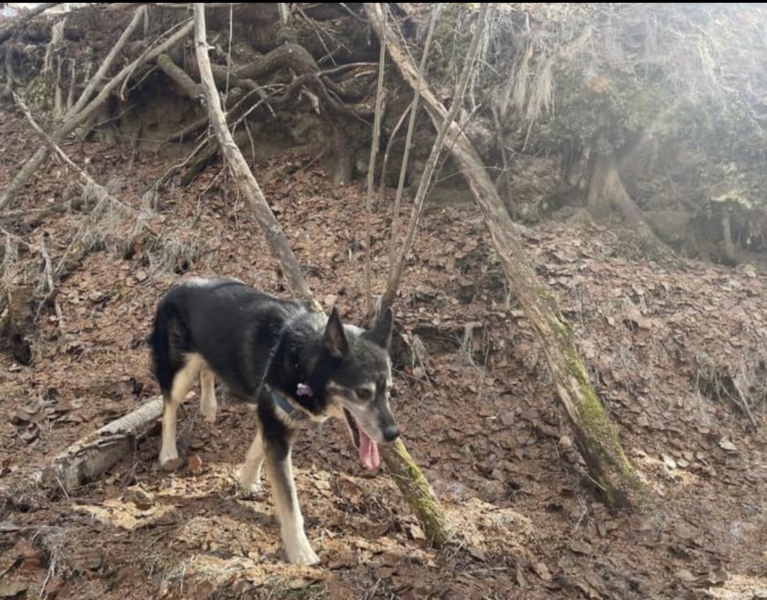 We received a pic of 15 year old ORK kennel matriarch, Clash, out hiking in the woods today. Mother to Joan, Flossy, Pepè and so many others. We wouldn’t be here without this magnificent creature