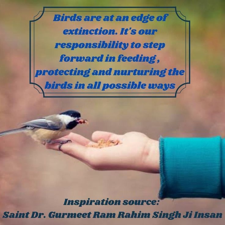 Silent mornings and chirping birds is what makes the mornings beautiful. But, it is difficult for birds to beat this scorching heat. Saint Ram Rahim ji started #BirdsNurturing campaign where millions of people keep water and grains on terrace of their homes to Save Birds.