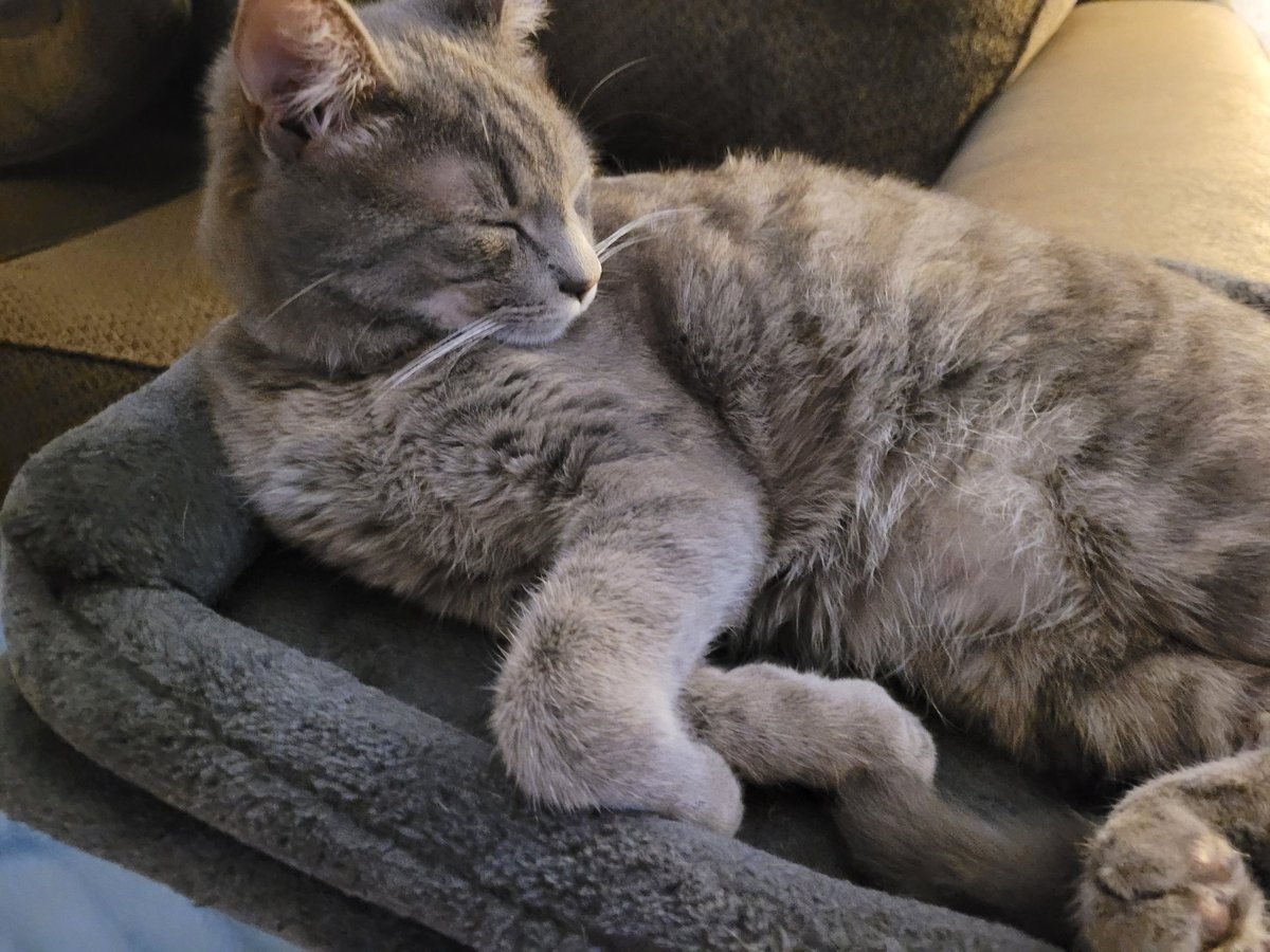 MariettaDaviz's tweet image. This is what's going on at my house on this beautiful Saturday night! ❤️💤
#Reedus #Katt #SaturdayVibes