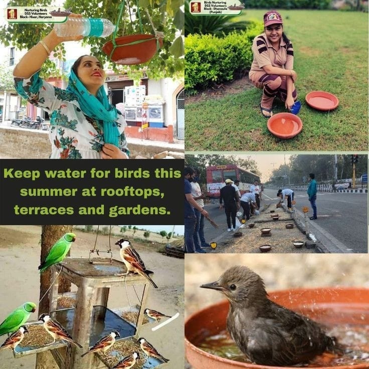 Baba Ram Rahim Ji says that the prayers coming from his inner heart can change your life, that is why make arrangements for grains and water on the terrace & balcony of your house to Save Birds.
#BirdsNurturing Inspired by Saint Ram Rahim Ji. ❤