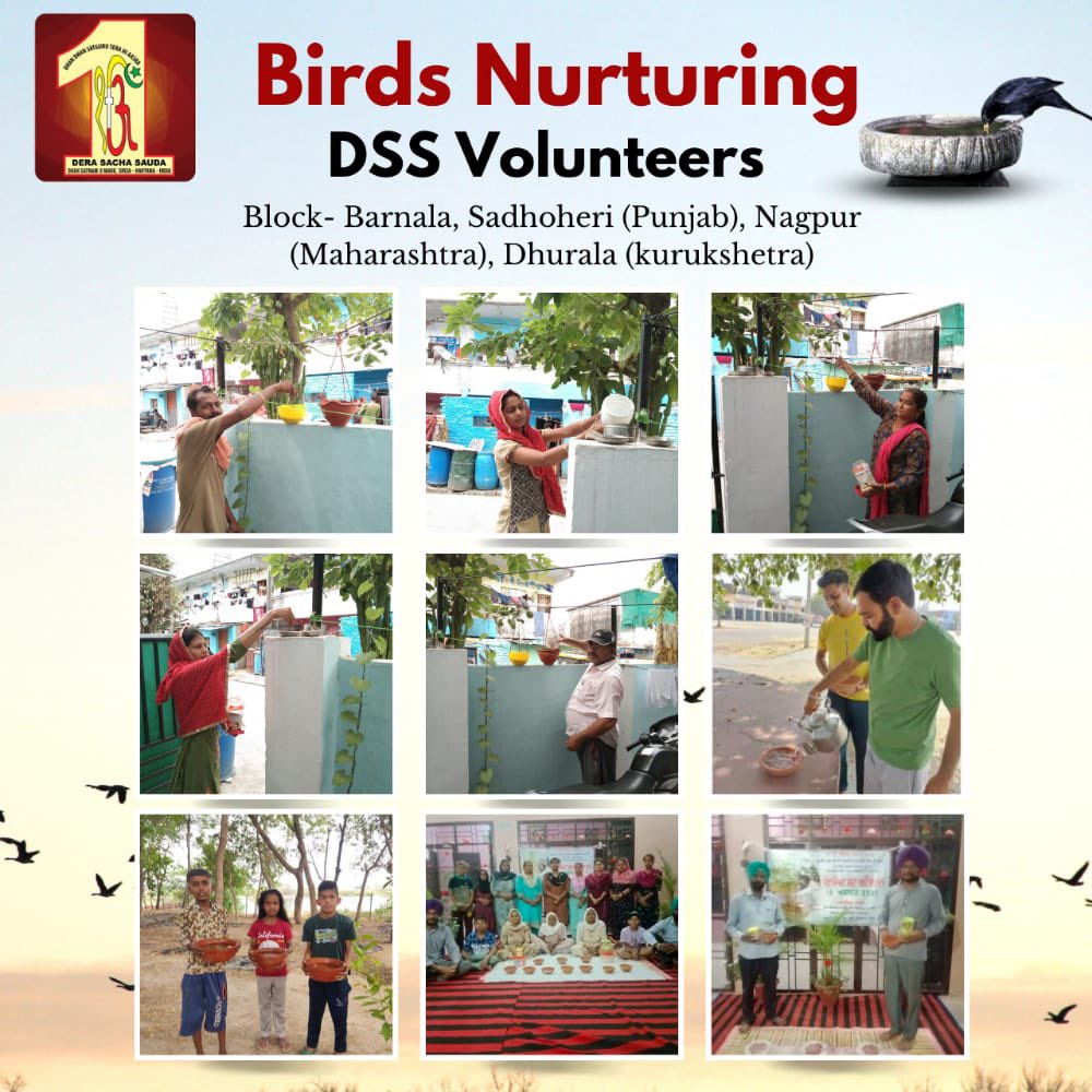 Save Birds by rearing birds
We all love birds and their beautiful chirping but to save them
Saint Ram Rahim Ji says to keep grains and water for birds daily and with the inspiration of Saint Ram Rahim Ji lakhs of DSS volunteers do this regularly.#BirdsNurturing