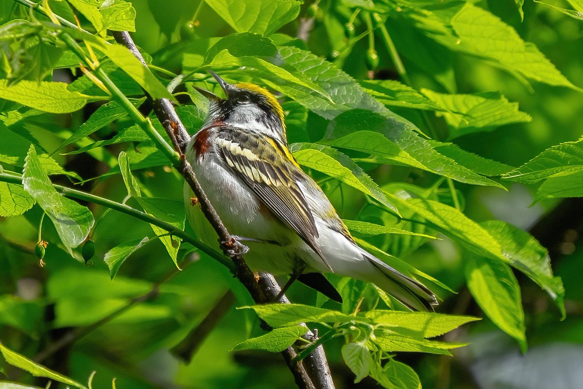 Chestnut-sided warbler @CentralPark_NYC Saturday walk with @BirdingBobNYC #birdcpp #BirdsSeenIn2024 #birding #BirdTwitter @inaturalist #BirdsofNYC @BirdCentralPark #BirdsOfTwitter #birdphotography #NewYorkCity #SonyA1 #springmigration #warbler