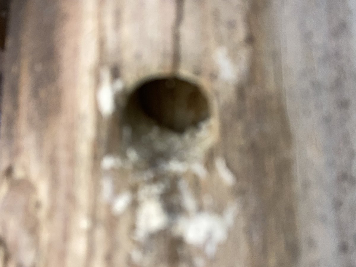 Followed a female carpenter bee (Xylocopa virginica) into her perfectly drilled out circular burrow in one of my guard rail posts of my deck. Finger for size reference.