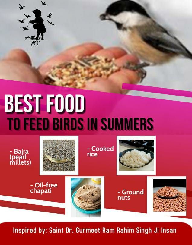 To Save Birds, water pots and bird feeders are placed at various places like, rooftop, pillars and parks across cities and states under #BirdsNurturing drive by Dera Sacha Sauda disciples under the guidance of Saint Ram Rahim Ji.