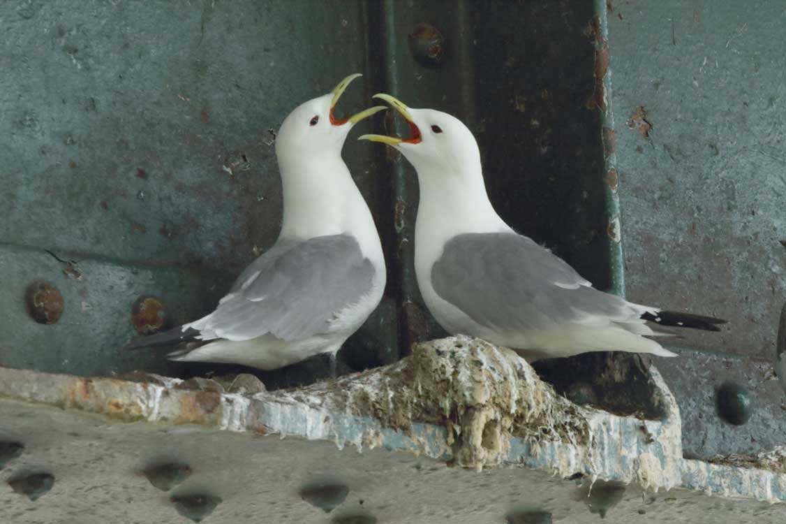 Friday, 3 May 2024. Tyne Bridge Kittiwake numbers nicely up today with many hundreds present as their cries echoed around. Slight indications of nest-building and nest refreshment as the delightful gulls took to the river to bathe. Photo: today, a pair strengthening their bond.