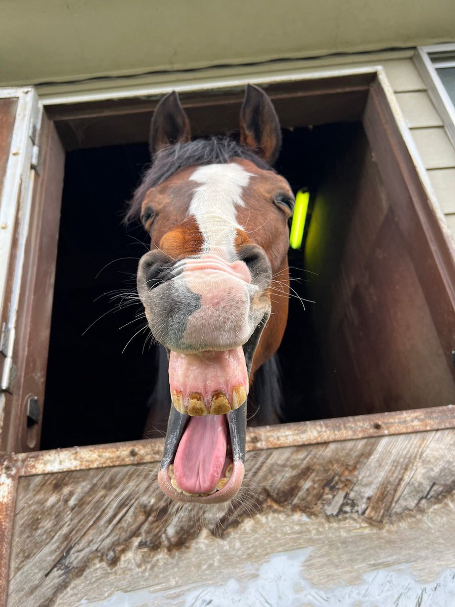 キタノインパクトの入厩から今日で2年になりました！
障害飛越競技馬として活躍中💪

これからにも期待！