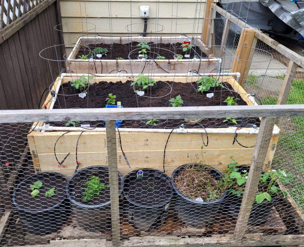 Pre FWA garden day: Tomatillos, cucumbers, mini bell peppers Tomatoes: Roma, Bush Beefsteak, Salsa, SunChocola A hot pepper variety blend: possible ancho, Chipotle, cayenne, jalapeño, Anaheim, habanero Lemon thyme, chamomile, garlic chives, chives, spearmint, cilantro