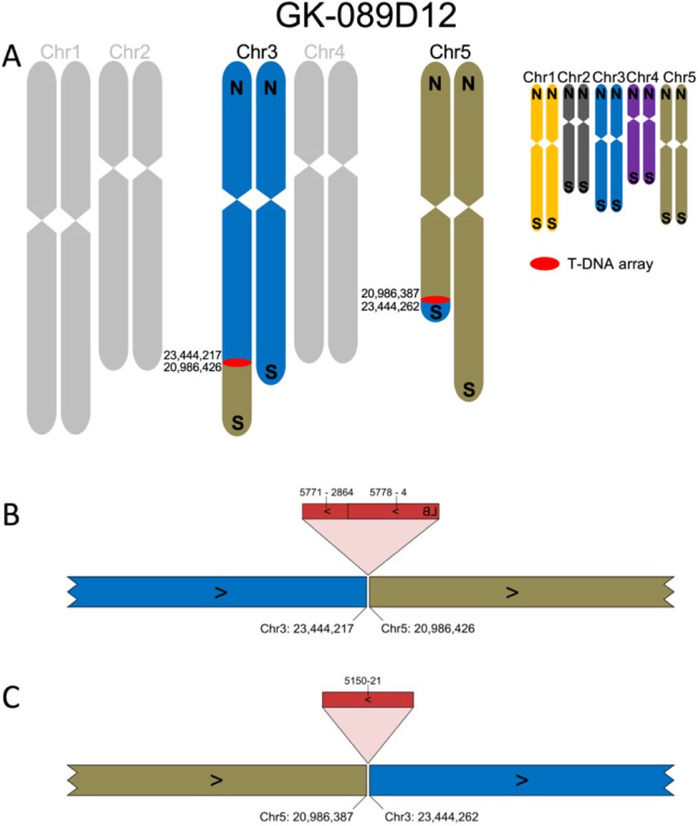 GABI-Kat T-DNA insertion lines have been an invaluable resource for investigating the functions of Arabidopsis thaliana genes. Now, long-read sequencing has enabled us to better understand these complex insertions: doi.org/10.1101/2021.0… #geneticsresearch #longreadsequencing