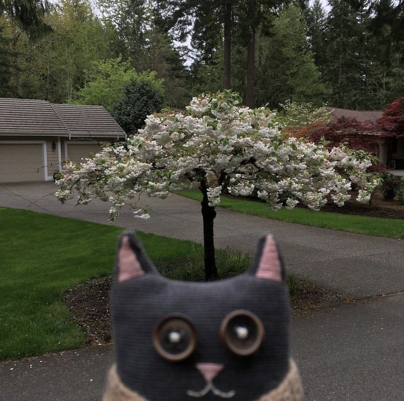 мне не спится, поэтому мы с котом степаном пошли гулять. вот куст нашли. или это дерево…