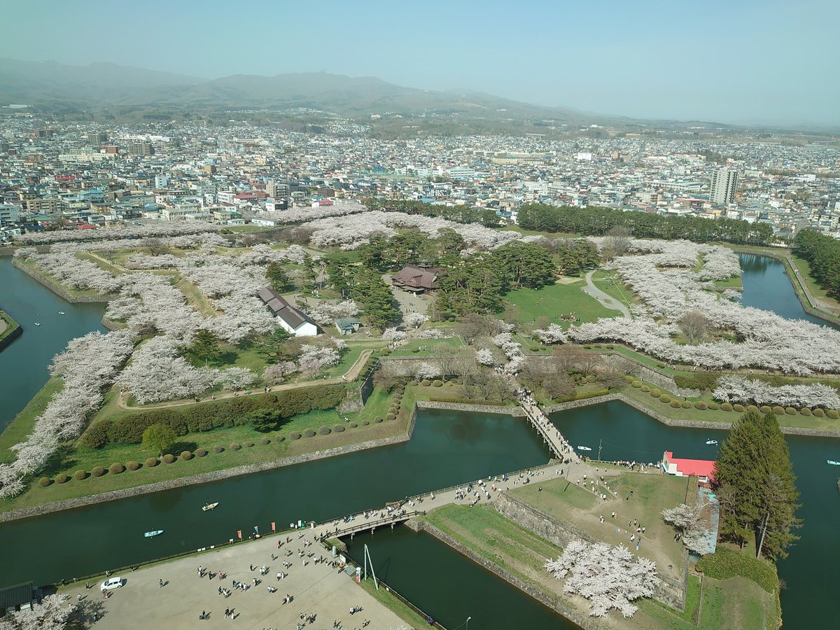 函館行ったときの桜です。おすそわけ。