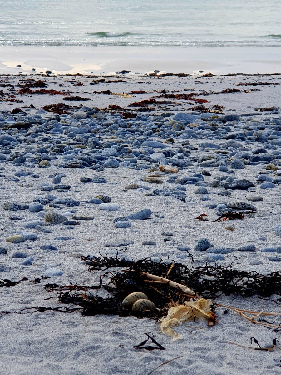 Oystercatcher nest on the strandline. Must be an inexperienced pair so close to the high tide mark - and the new moon in a few days will make this positioning very precarious. Good luck OCs 💚