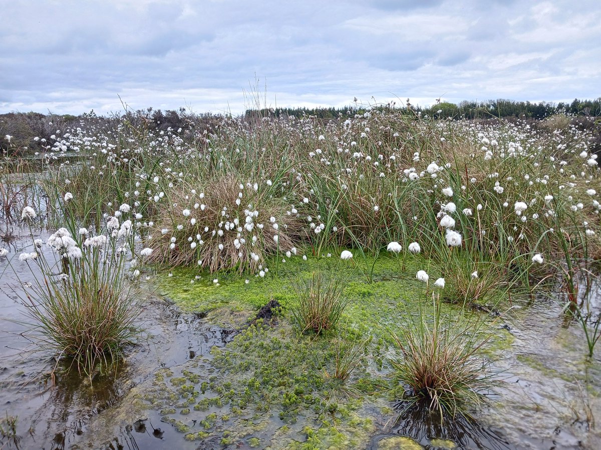 Only 3 years after we implemented restoration works at Cloncrow Bog NHA, Westmeath & results are already exceeding expectations with Sphagnum dominating dammed drains & spreading on high bog & rewetted cutover. The future of Cloncrow Bog, Tyrrellspass, is bright and wet!!!