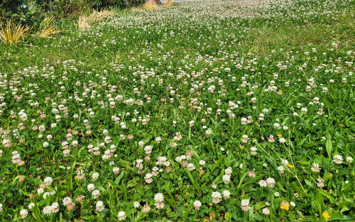 These 'weeds' are called White Clover.  White clover is a rich source of vitamins and minerals ,  like A, C, E, and K, as well as calcium, magnesium, and potassium and is a great anti-inflammatory. +more