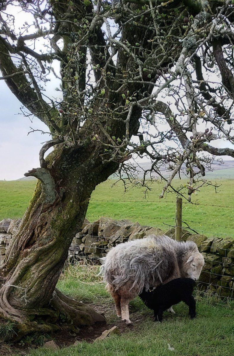 In year's past and now, a favourite spot beneath the gnarly Hawthorn tree for Bracken and her lamb... #herdwicks #sheep #lambing #feedtime