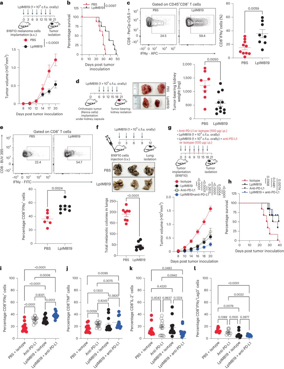 #ScienceSaturday 

Can #bacteria from foods enhance antitumor #immunity? @Dr_GSharma, @Amit_thisday, @DipayanRudra2 Et al. found that the bacteria Lactiplantibacillus plantarum, commonly found in fermented foods, could activate macrophages through its polysaccharide capsule to…