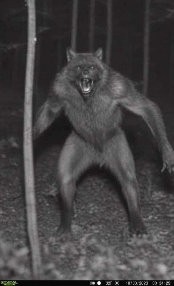 Roar! Second book going strong. Crossed the 100,000 word milestone just a few days ago!
If you're interested in getting started on the first book, follow the link
Curse of the Werewolf: The Wolf's Moon 
amazon.com/Curse-Werewolf…