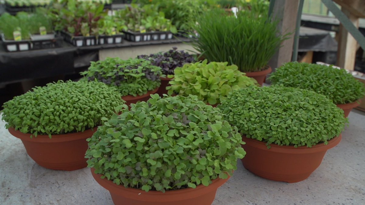 How To Grow Microgreens And The Benefits Of Wheatgrass... - ecosnippets.com/gardening/how-…