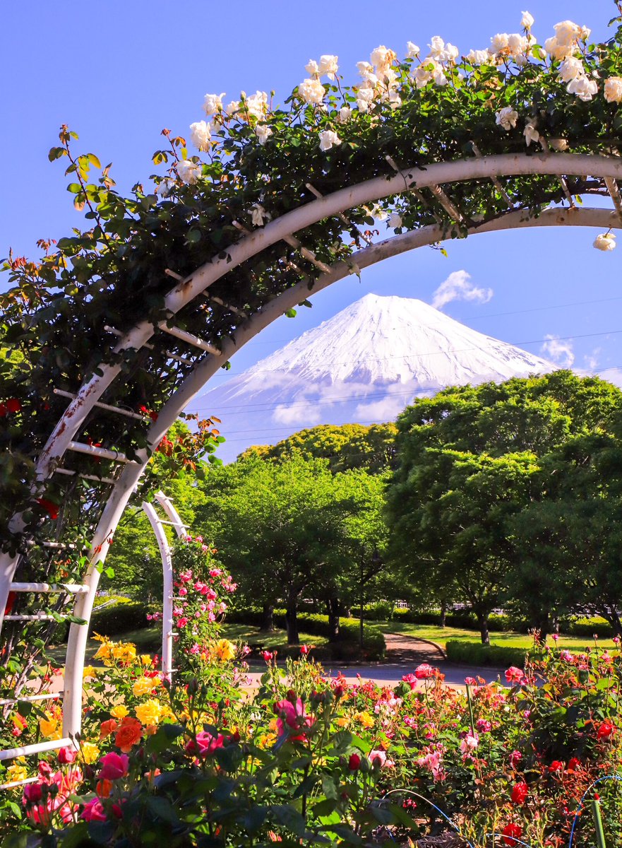 薔薇の花園🌹🌹からの富士山も絶景〜🌿😊
#富士山