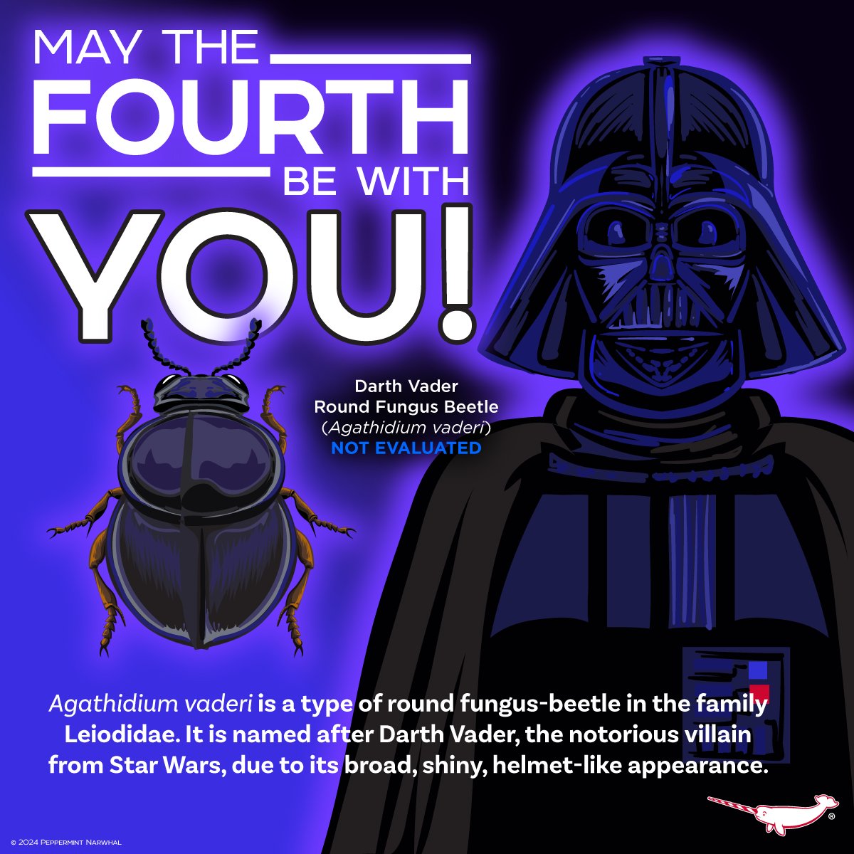 #MayTheFourthBeWithYou #Agathidium #vaderi Shop #PeppermintNarwhal: peppermintnarwhal.com International Shoppers visit our store on Etsy: etsy.com/shop/Peppermin… #MayTheFourth #MayThe4thBeWithYou #MayThe4th #DarthVader #Leiodidae #RoundFungusBeetle