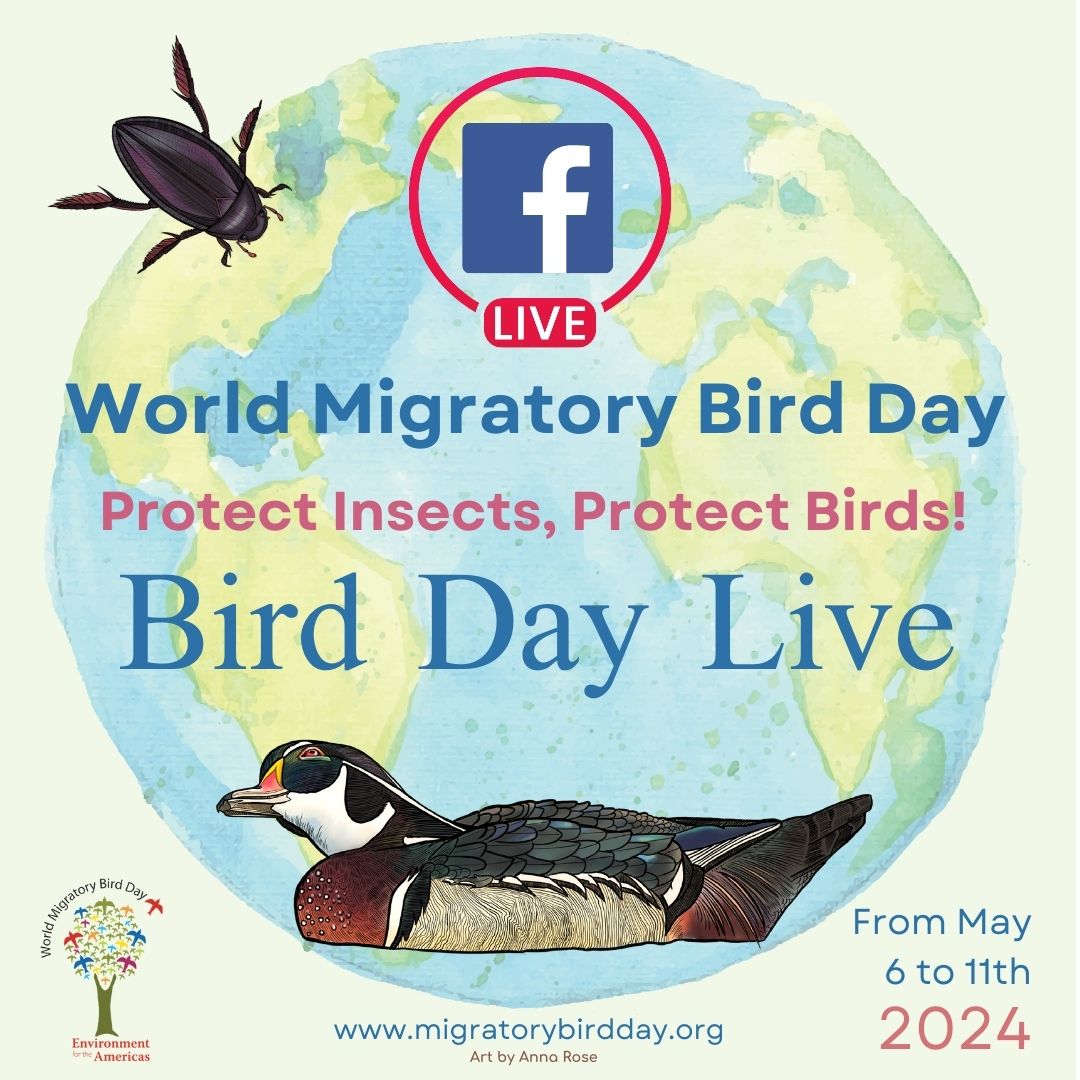 Join us for World Migratory Bird Day Live!!! Don't miss this chance to join a community dedicated to protecting our planet's biodiversity. See you there! #WorldMigratoryBirdDay #Conservation #ProtectOurPlanet #protectinsectsprotectbirds