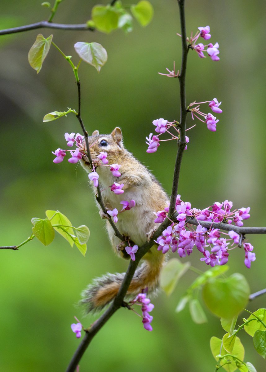 A Chipmunk enjoying the spring flowers🐿️