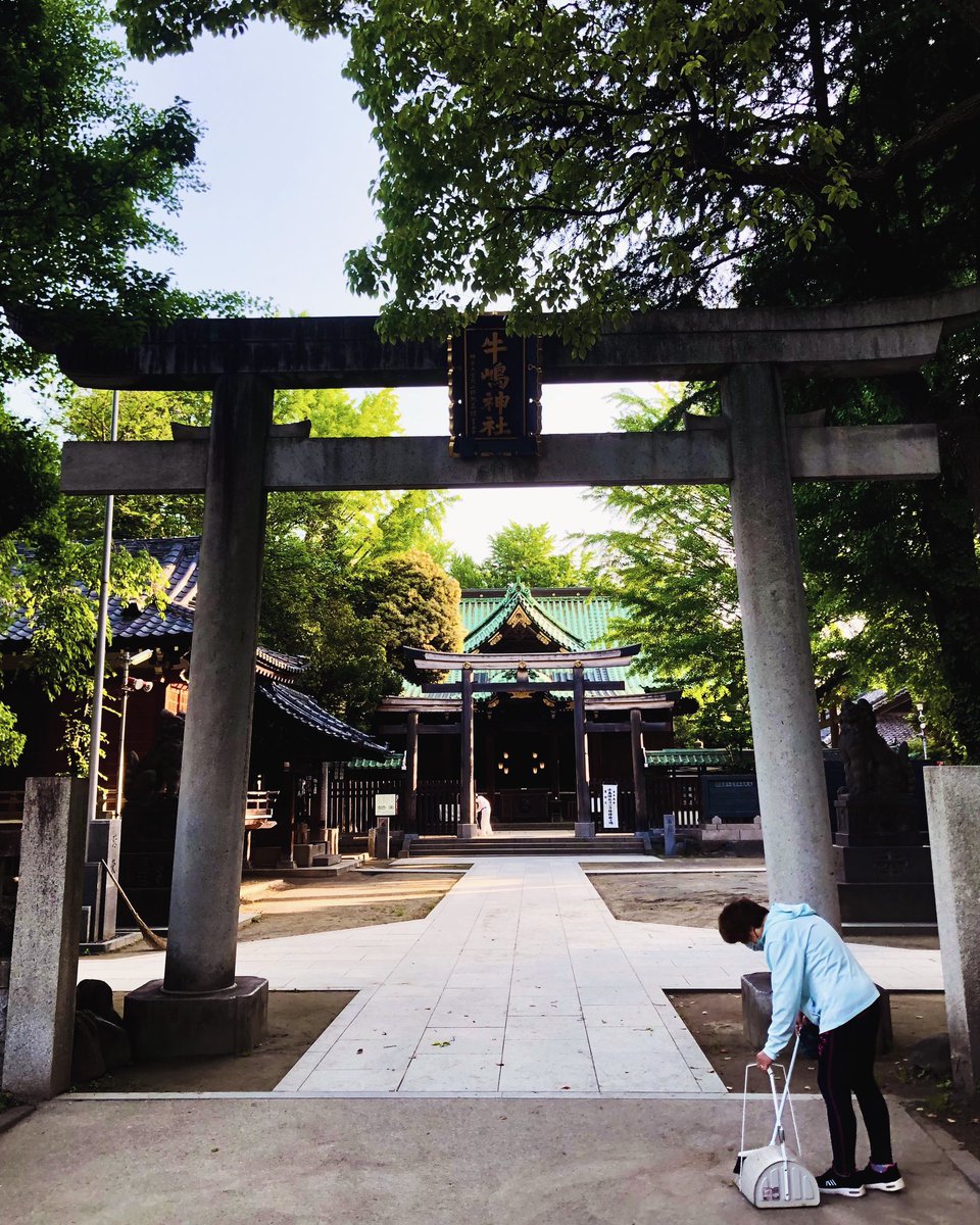 牛嶋さま、朝。

#いまそら　#朝　#散歩　#神社　#牛嶋神社　#新緑　#初夏
#sky #morning #stroll #shrine #ushijimashrine #freshgreen #earlysummer