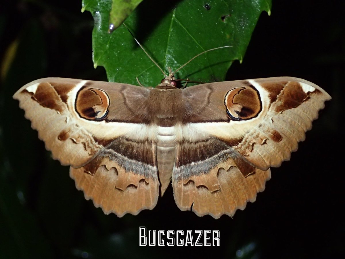 bugsgazer_006tw tweet picture