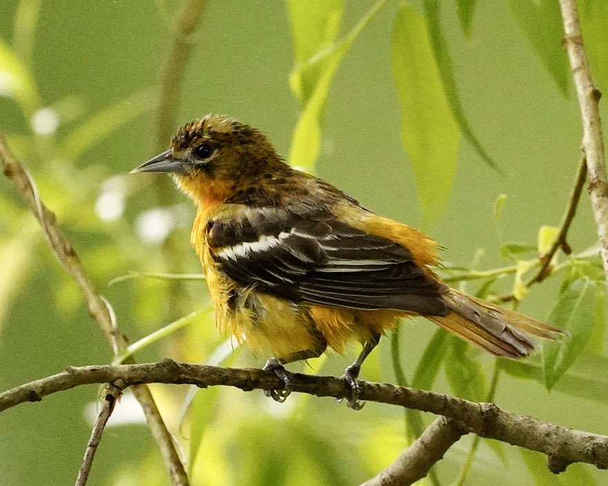 Orchard and Baltimore Orioles today by Dell and Crescent water in Green-Wood Cemetery. Baltimore fresh out of its bath. @BirdBrklyn