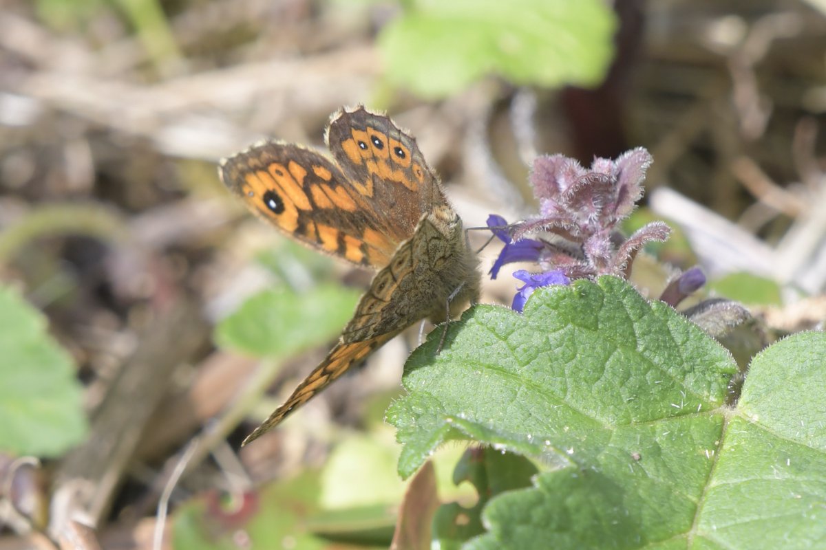 @MarcusWRhodes And mine on ground ivy at Godrevy.