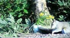 Followers seem interested in my gardens Tour #Scotland #Spring 4K Saturday wildlife nature camera travel video Blog clip of sight and sounds of young #Squirrel spotted eating on evening visit and trip to my cottage garden in #Scone by #Perth, #Perthshire tour-scotland-photographs.blogspot.com/2024/05/young-…