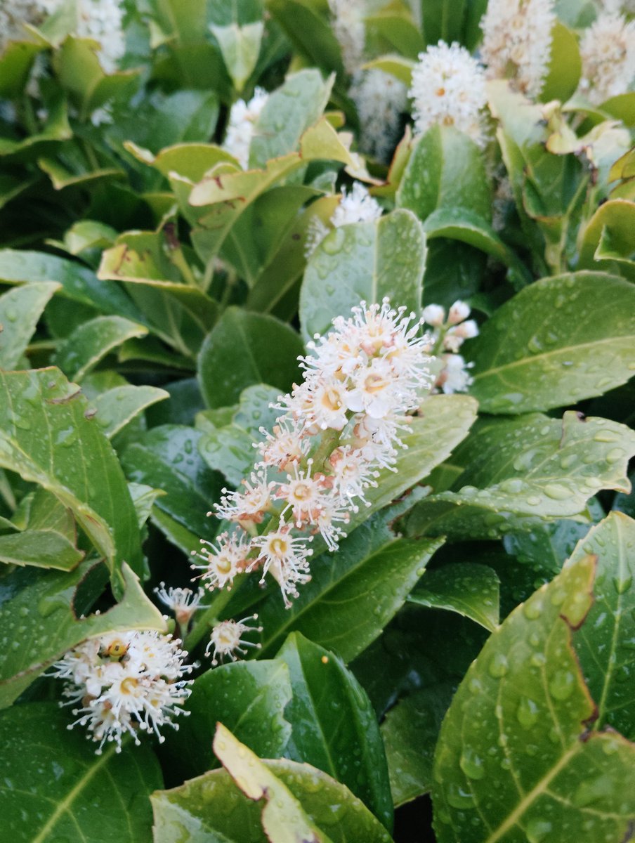 Laurel flowers.