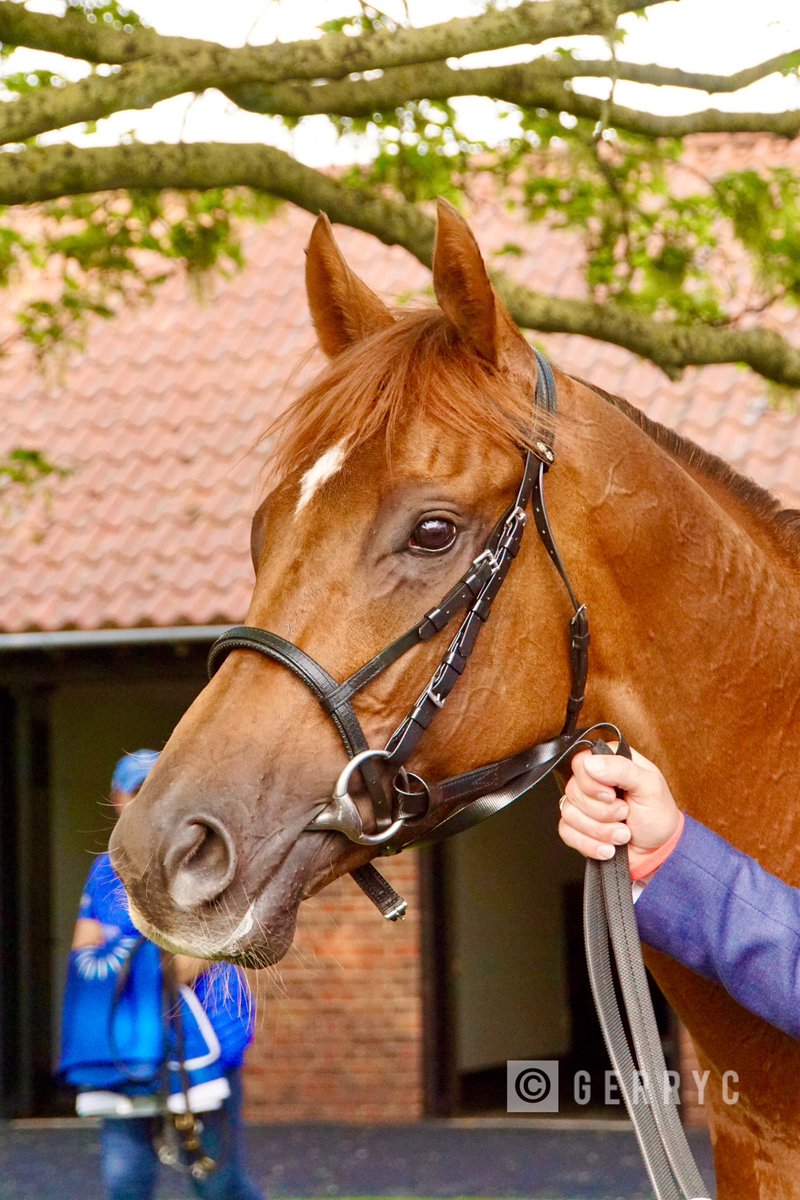 Notable Speech after his Guineas win. In for a great season I hope.