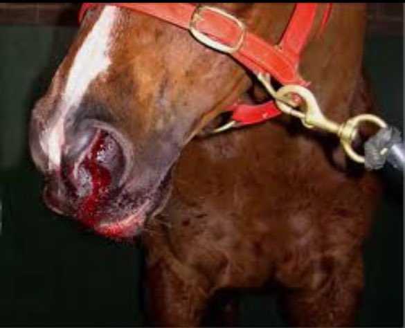 Ulcers are silent killers! The near-constant shuffling among trainers, grooms, vets, barns, tracks & states is a primary reason why almost all active racehorses suffer from chronic ulcers. These horses suffer in silence! #EndHorseracing #KYDerby2024 #KyDerby
