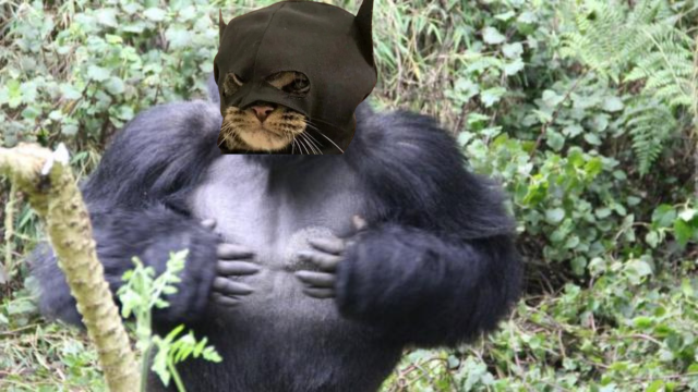 BATCATonSolana's tweet photo. Ape big #batcat https://t.co/qFkod1ox8i
