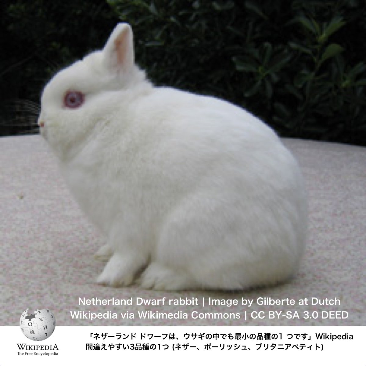 うさぎの品種ガイド：026a ネザーランド ドワーフ ラビット

原産地：EU、オランダ

体　重：0.5～1.13kg

Netherland Dwarf rabbit ネザーランドドワーフウサギ - Wikipedia: en.wikipedia.org/wiki/Netherlan…

ネザーランド・ドワーフ - ウィキペディア: ja.wikipedia.org/wiki/%E3%83%8D…