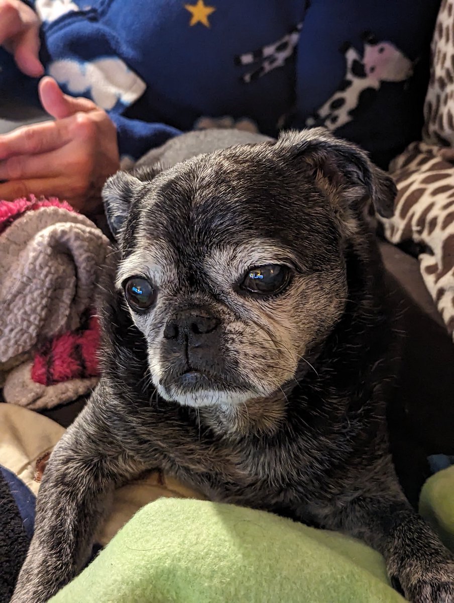 Puggie Forever: Puggie helped me feel loved at all times. She lit up my heart with her gaze. She was the most wonderful heart. “You is loved and you are loved. You is wonderful just as you is. I love you wif all my heart.” -Puggie Goodnight ❤️ #dogsofTwitter #PuggieForever