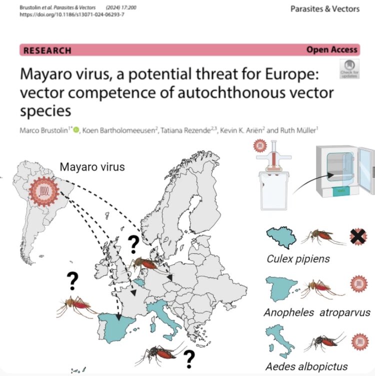 🦠#Mayaro virus may be a new #arbovirus to be carefully monitored in #Europe due to #globalization, increasing number of imported cases &amp; appropriate #vector competence of common species well established in our continent like #AedesAlbopictus &amp; #AnophelesAtroparvus 🦟