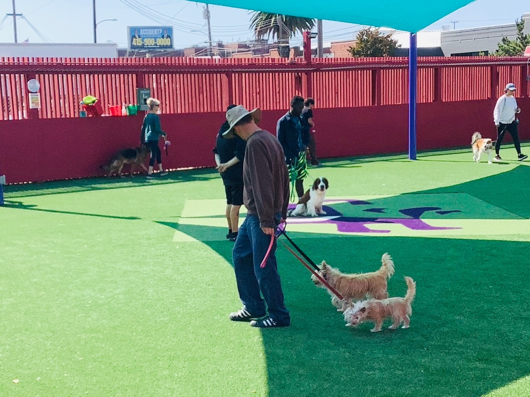 Happy Hound Training graduates - just a reminder that Sunday 5/5 is our monthly Sunday Reinforcement Class. Sign up today in the client portal - happyhound.portal.gingrapp.com/#/public/login

#YourDogWillLoveItHere 
#DogTraining
#DogsOfOakland
#EastBayDogs