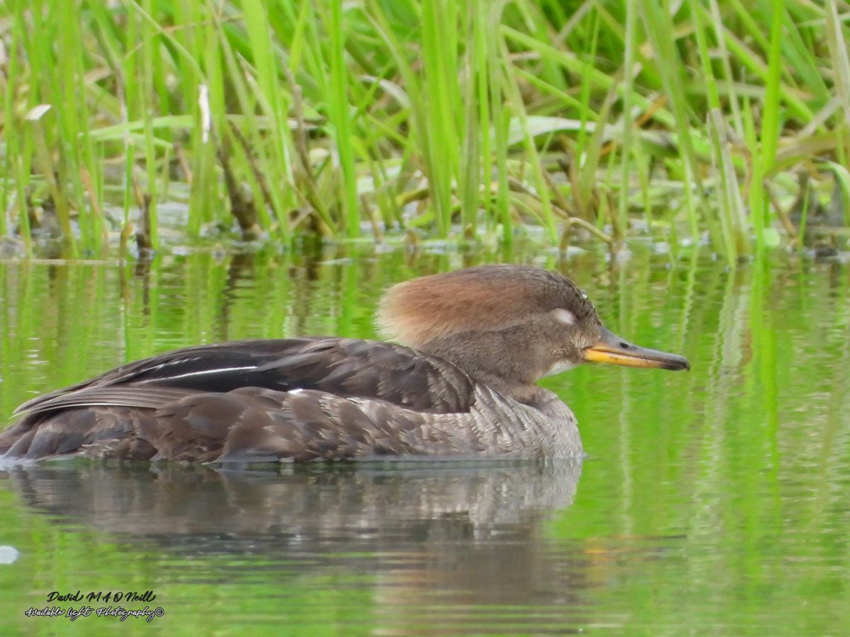 Female hooded merganser