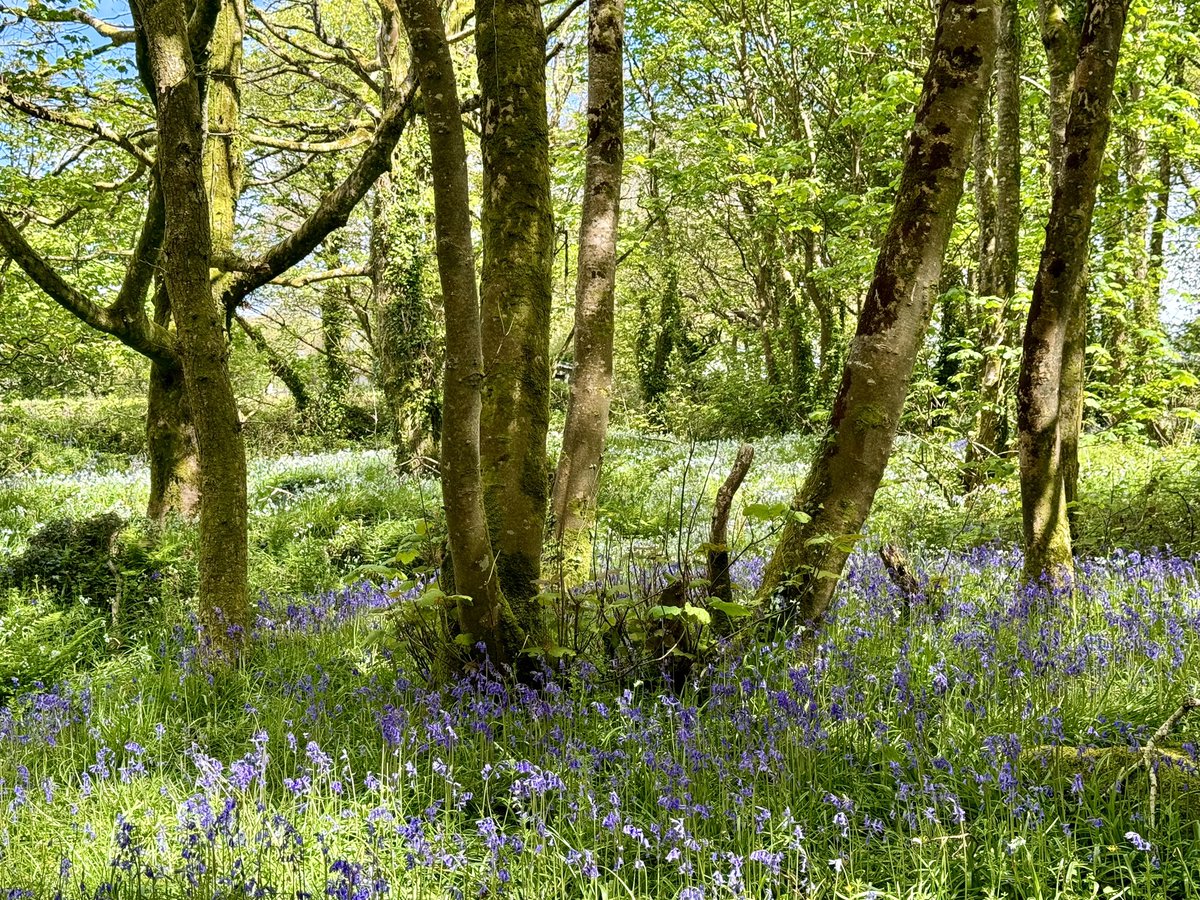 My (or one of many) childhood playground here at #TreslothanWoods looking absolutely beautiful with the #bluebells