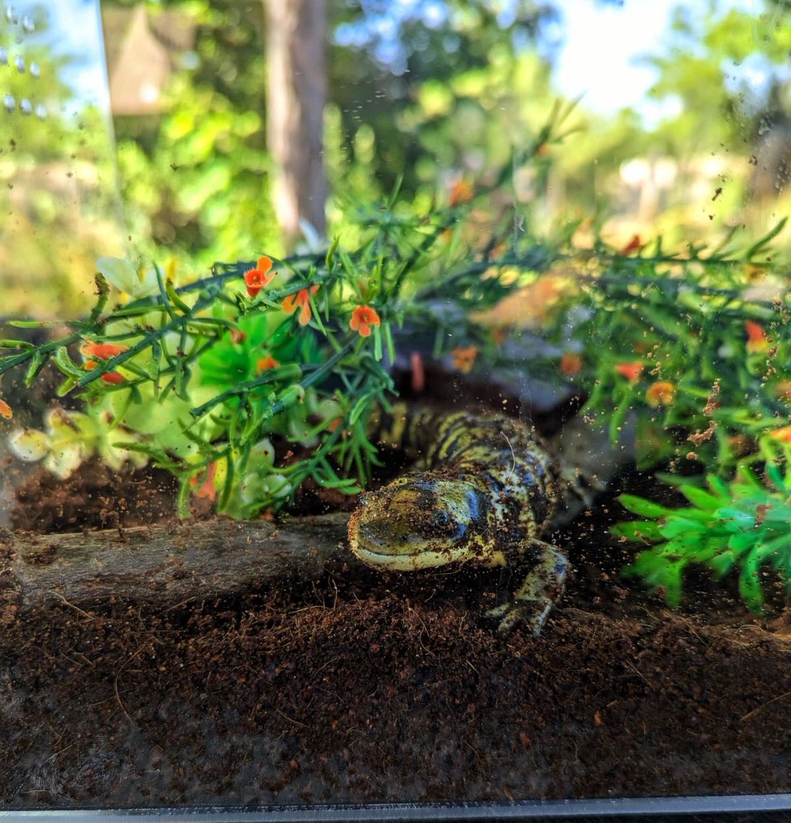 Happy #SalamanderSaturday! Here at the Zoo, we're proud to care for Ducky the tiger salamander. While he lives behind the scenes, he sometimes makes public appearances around the Zoo at our Animal Ambassador cart stations. Keep an eye out for him this summer!