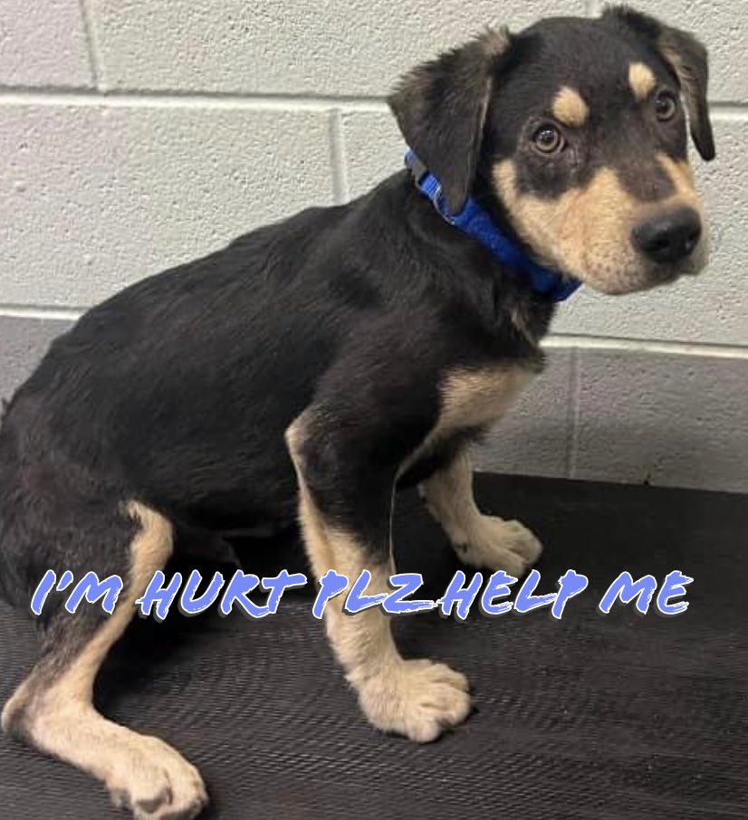 🚨2 DAYS 2 SAVE little PUPPY HIT BY CAR🚨
🆘GRUB just 4mths old😩
#A367656
#CorpusChristi AC #TX
WILL KILL him🔥5/6🔥
He’s AFRAID yet SO gentle
Injured rear leg
Might save limb with permanent fixation & stabilization (not amputation🙏)
Plz #Pledge 4 #Rescue
Who can offer to…