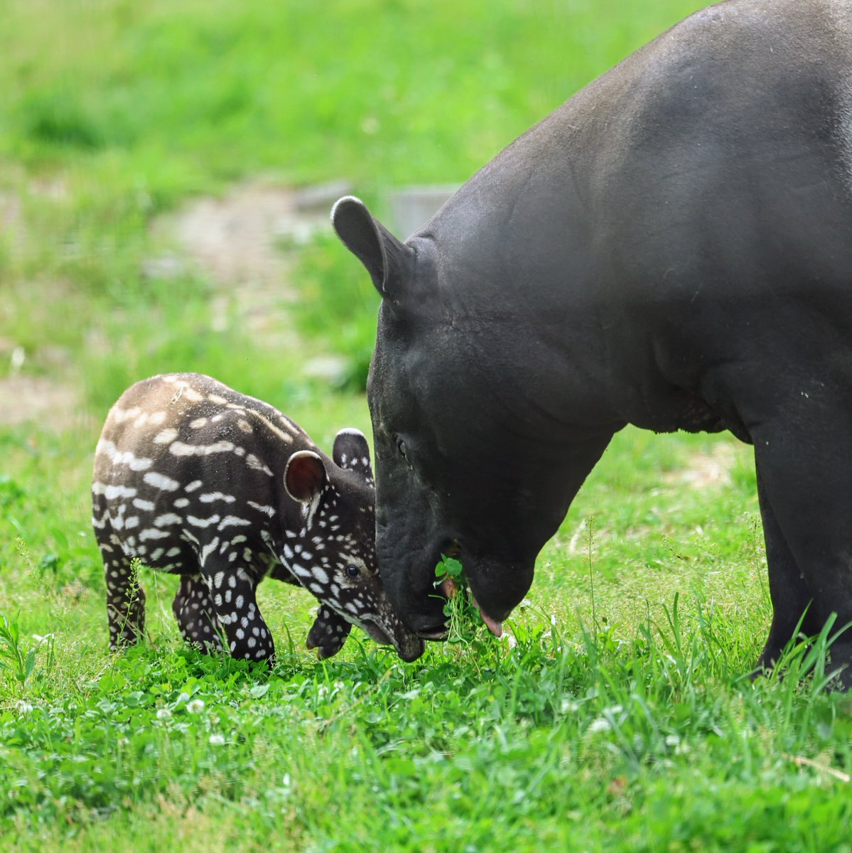 ボクの初節句ですね🎏
おめでとうございます㊗️
健やかに育って下さい😊

ワカバ仔💚(生後1ヶ月)
2024年4月3日生まれ
2024/4/26㈮撮影📷
#マレーバク 
#ヒカル #ワカバ
#マレーバクの子ども
#群馬サファリパーク
#tapirusindicus 
#malayantapir