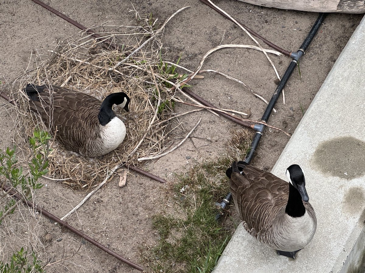 Papa Goose keeps a vigilant eye, while Mother Goose nests on her eggs. #CanadaGeese