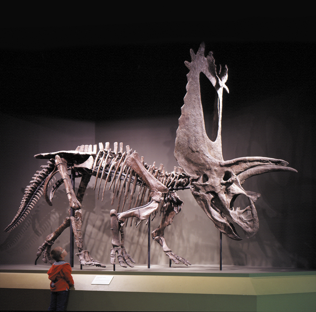 Pentaceratops or Titanoceratops...? It's a lingering question surrounding the world record holder for the largest terrestrial animal skull of all time, currently on display in our Hall of Ancient Life. Some unique features of the specimen, along with its sheer size, lead some